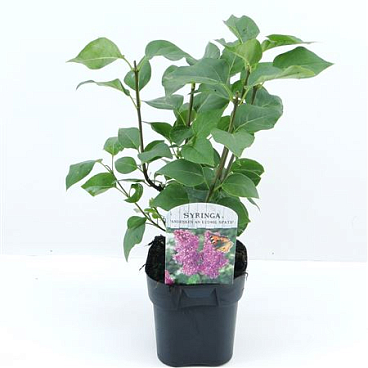 Syringa Vulg Ludwig Späth