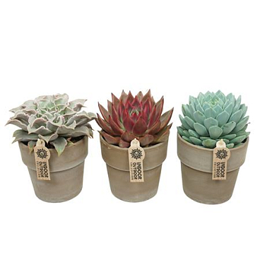 Echeveria Mix In Grey Stone