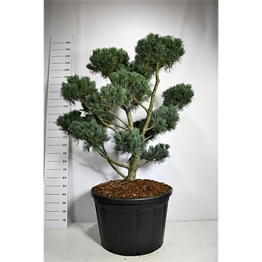 Pinus Parv Glauca