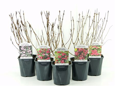 Weigela Mix