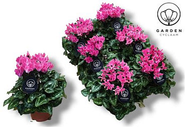Cyclamen Garden Light Pink