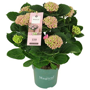 Hydrangea Ma Magical Revolution Pink 5+