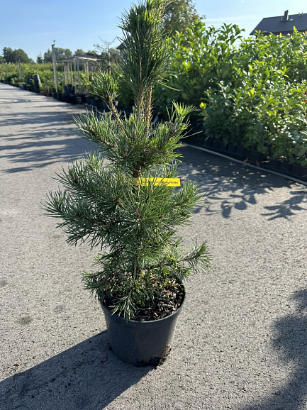 Сосна обыкновенная Глобоза Виридис