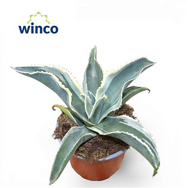 Agave Gypsophila 'ivory Coast'