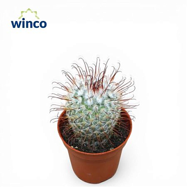 Mammillaria Bombycina 12 Cm