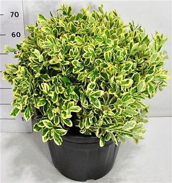 Euonymus Jap Bravo