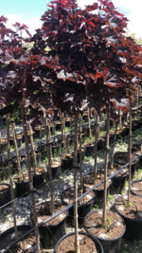 Клен остролистный Кримсон Сентри штамб