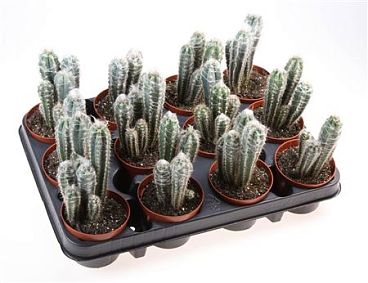 Pilosocereus Pachycladus Glaucescens