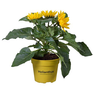 Helianthus Multiflower