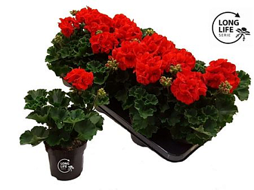 Pelargonium Zon Dark Red (longlife)