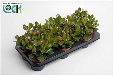 Crassula Argentea
