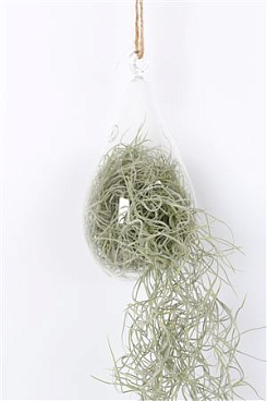 Tillandsia In Ovaal Glas