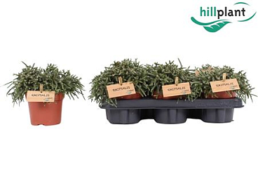 Rhipsalis Pilocarpa