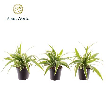Chlorophytum Ocean