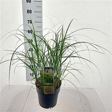 Miscanthus Sin Adagio