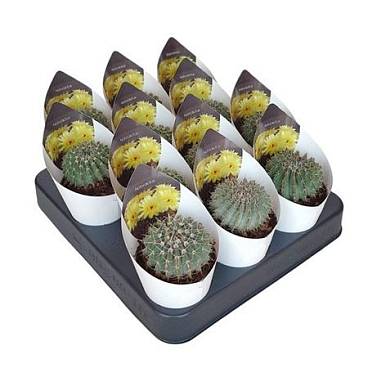 Notocactus Buiningii Potcover