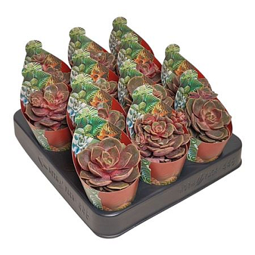 Echeveria Vampire Red Ball Potcover