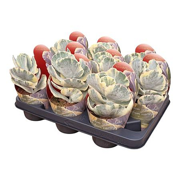 Cotyledon Orbiculata Undulatum Variegato Potcover