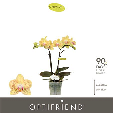 Phal 2st Stella 10+ (opti)
