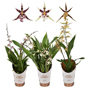 Brassia 2st Titanium Treasure