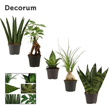Greenmix Mini Luxury (decorum)