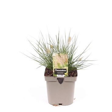 Pennisetum Al Little Bunny