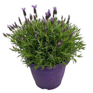 Lavandula Stoechas