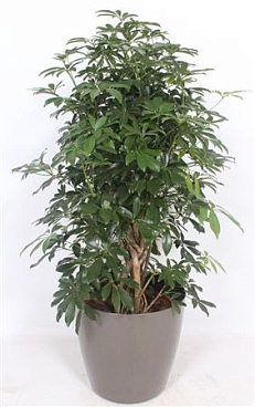 Schefflera Compacta In San Remo Taupe