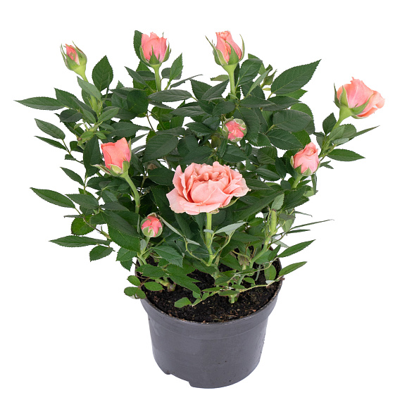 Роза кордана Алоха Кордана