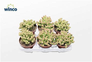 Crassula Tom Thumb