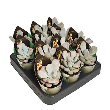 Pachyphytum Oviferum Potcover