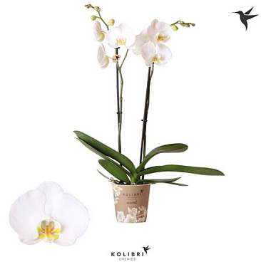 Phal 2st Nottingham 18+ (ok)