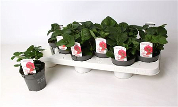 Fragaria Summer Breeze Red