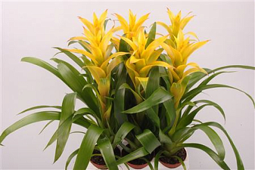 Guzmania Mirador