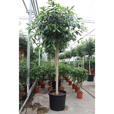 Ficus Bellingeri On Stem