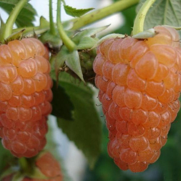 Малина садовая Оранжевое Чудо | Оптовая цветочная компания «Флора Групп» Малина садовая Оранжевое Чудо