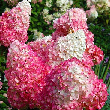 Гортензия метельчатая Пинк Леди в тубе