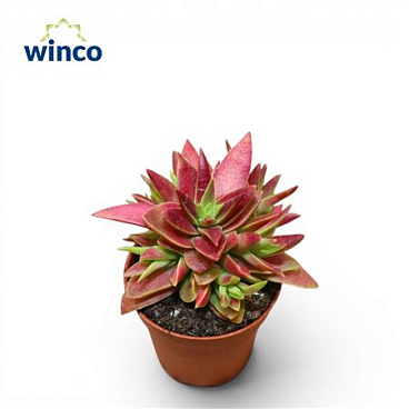 Crassula Capitella (red)