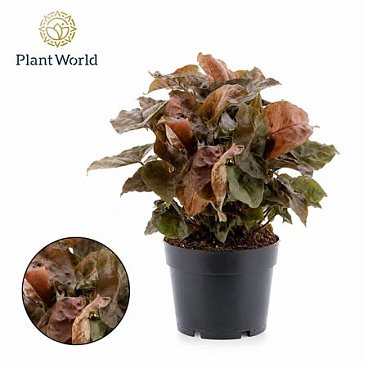 Syngonium Maria