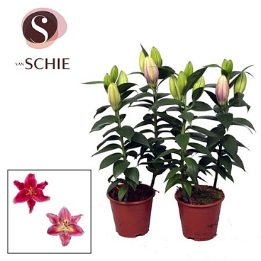 Lilium Or Pink 2pp