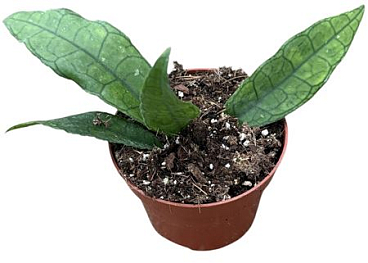 Hoya Finlaysonii Sukirin
