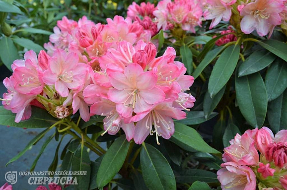 Рододендрон якушиманский Перси Висман