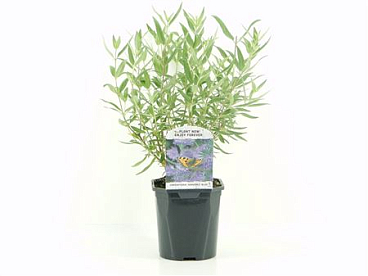Caryopteris Cland Heavenly Blue
