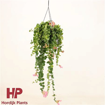 Aeschynanthus Pink Polka