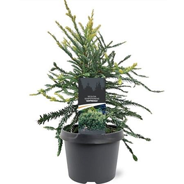 Sequoia Semp Adpressa