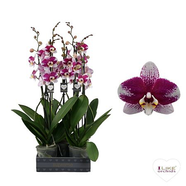 Phal 2st Barcelona 14+ (levo)