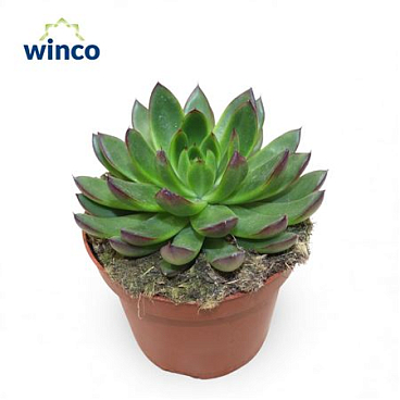 Echeveria Agavoides Belga