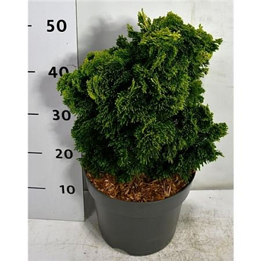 Chamaecyparis Obt Aurora