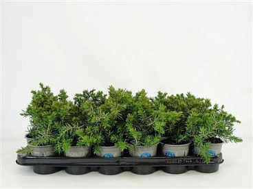 Juniperus Con Blue Pacific