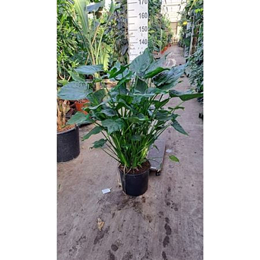 Alocasia Cucullata On Stem